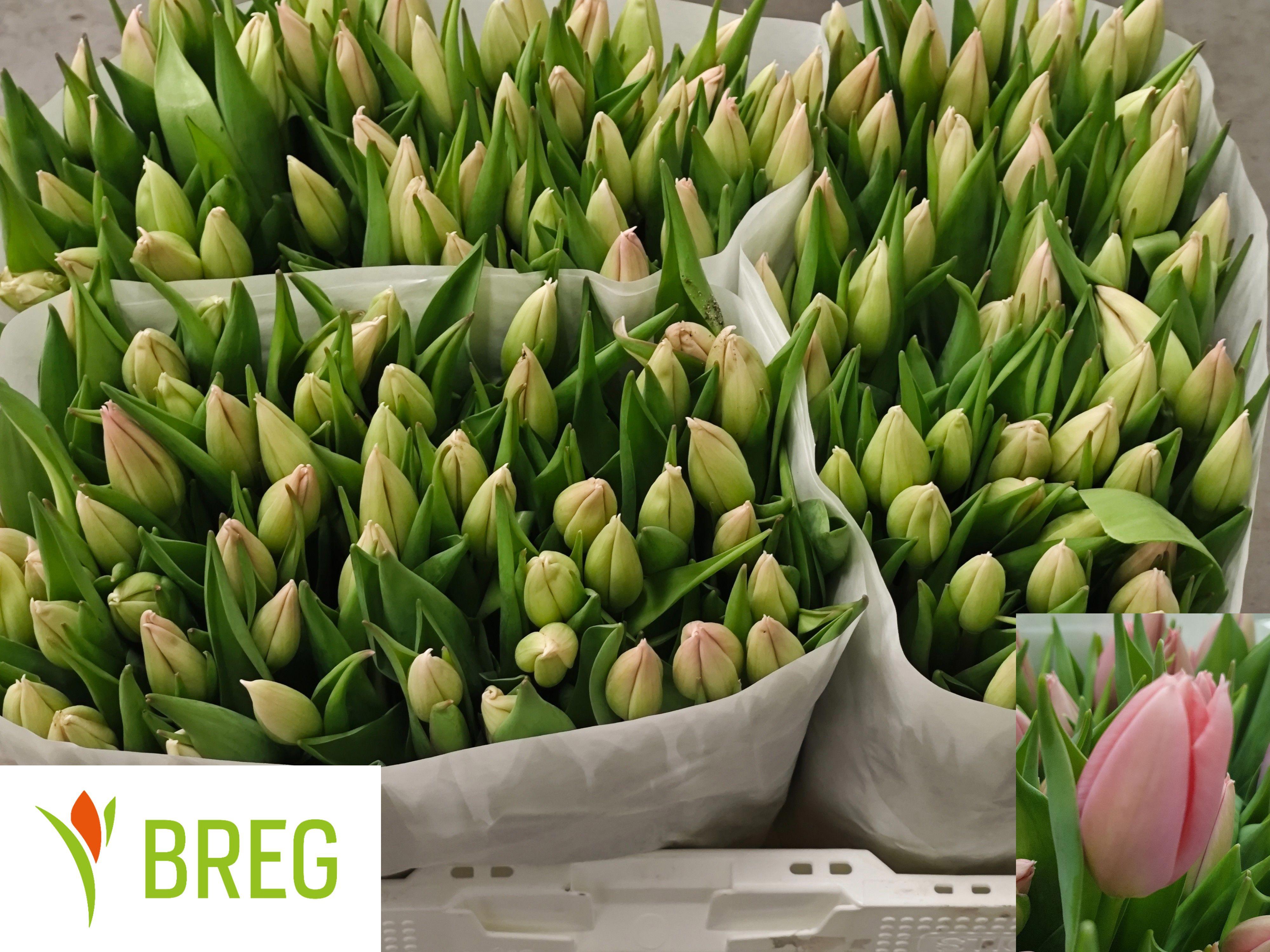 50x Tulipa big love en 40cm