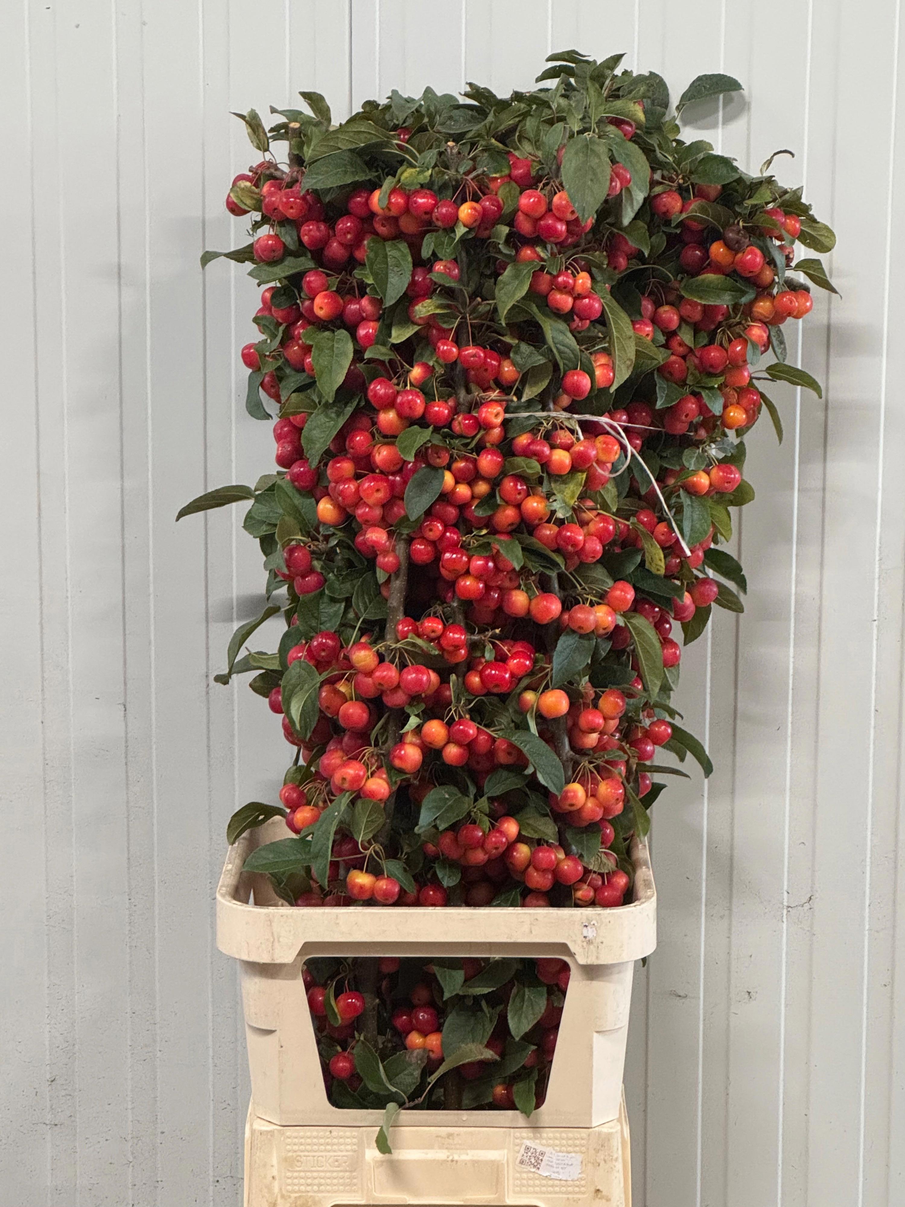 15x Tk appeltak red sentinel 80cm