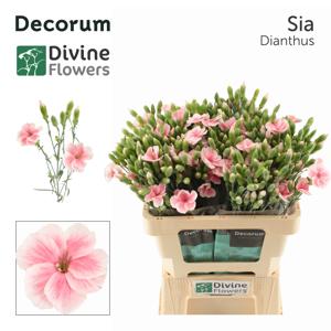 20x Dian.tr.solomio sia 60cm