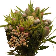 10x Pg kaaps groen cone mix/bos 40cm