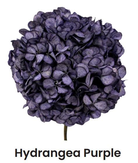1x Dc pres.hydr.purple