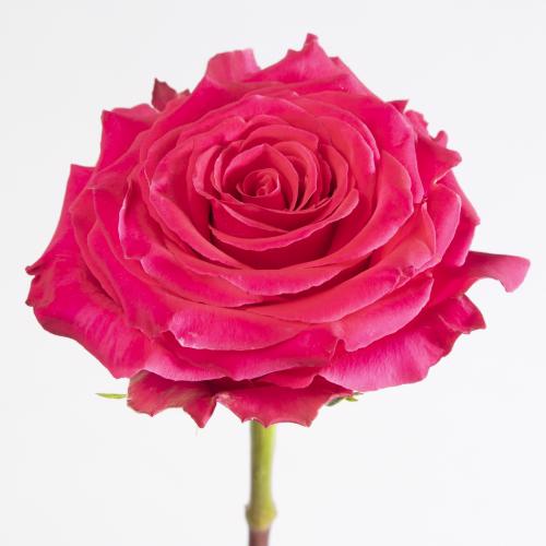 10x Rosa full monty 50cm
