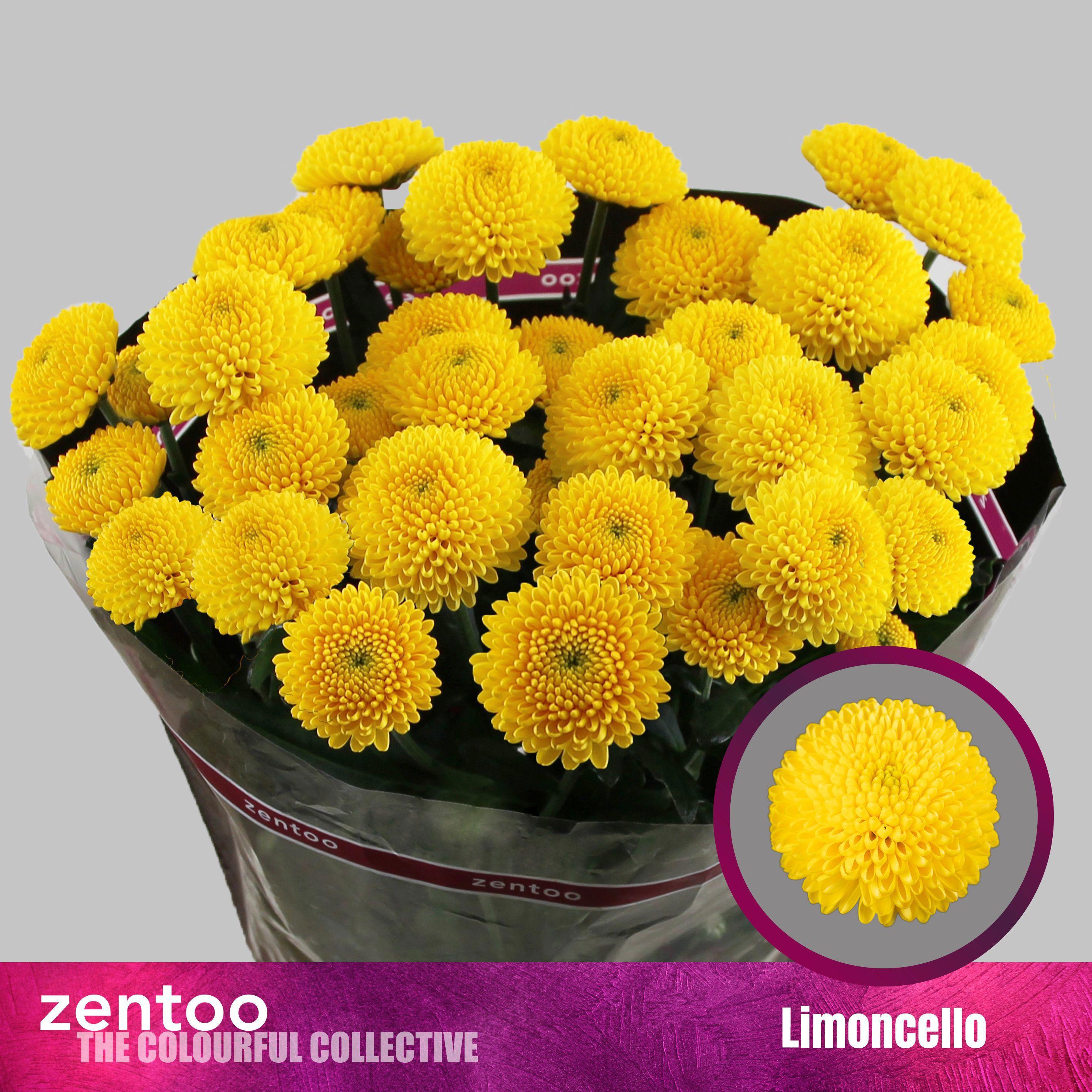 10x Chrysant limoncello 70cm