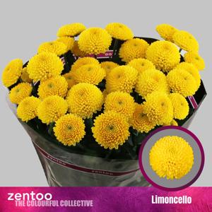 10x Chrysant limoncello 70cm