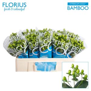 20x Hyper.coco bamboo 50cm