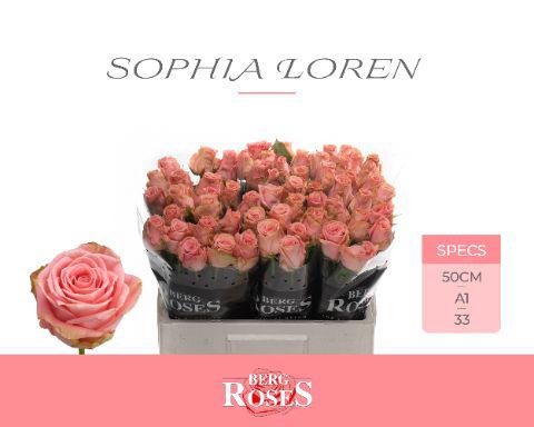 10x Rosa sophia loren 50cm