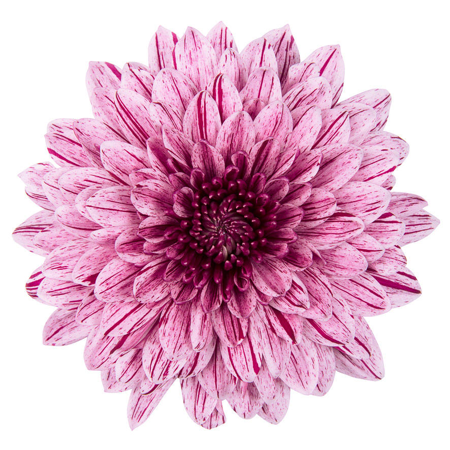 10x Chrysant pip 70cm