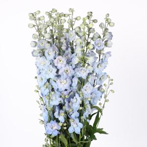 10x Delph.dewi ice blue 80cm