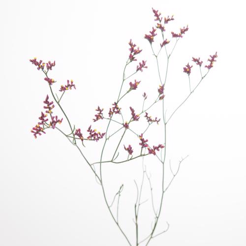 25x Lim.scarlet diamond 60cm