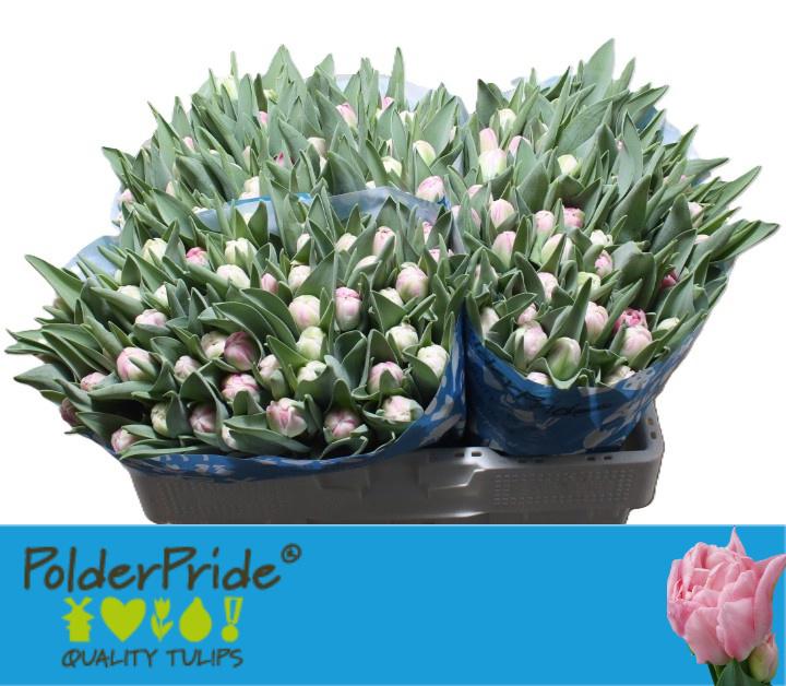 50x Tulipa voque du 40cm