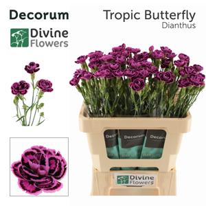 20x Dian.eolo.tropic butterfly 60cm