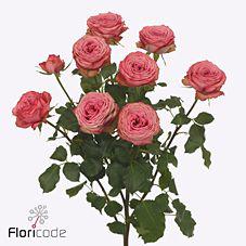 12x Rosa hawi 50cm