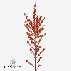 10x Ilex magical daydream 80cm