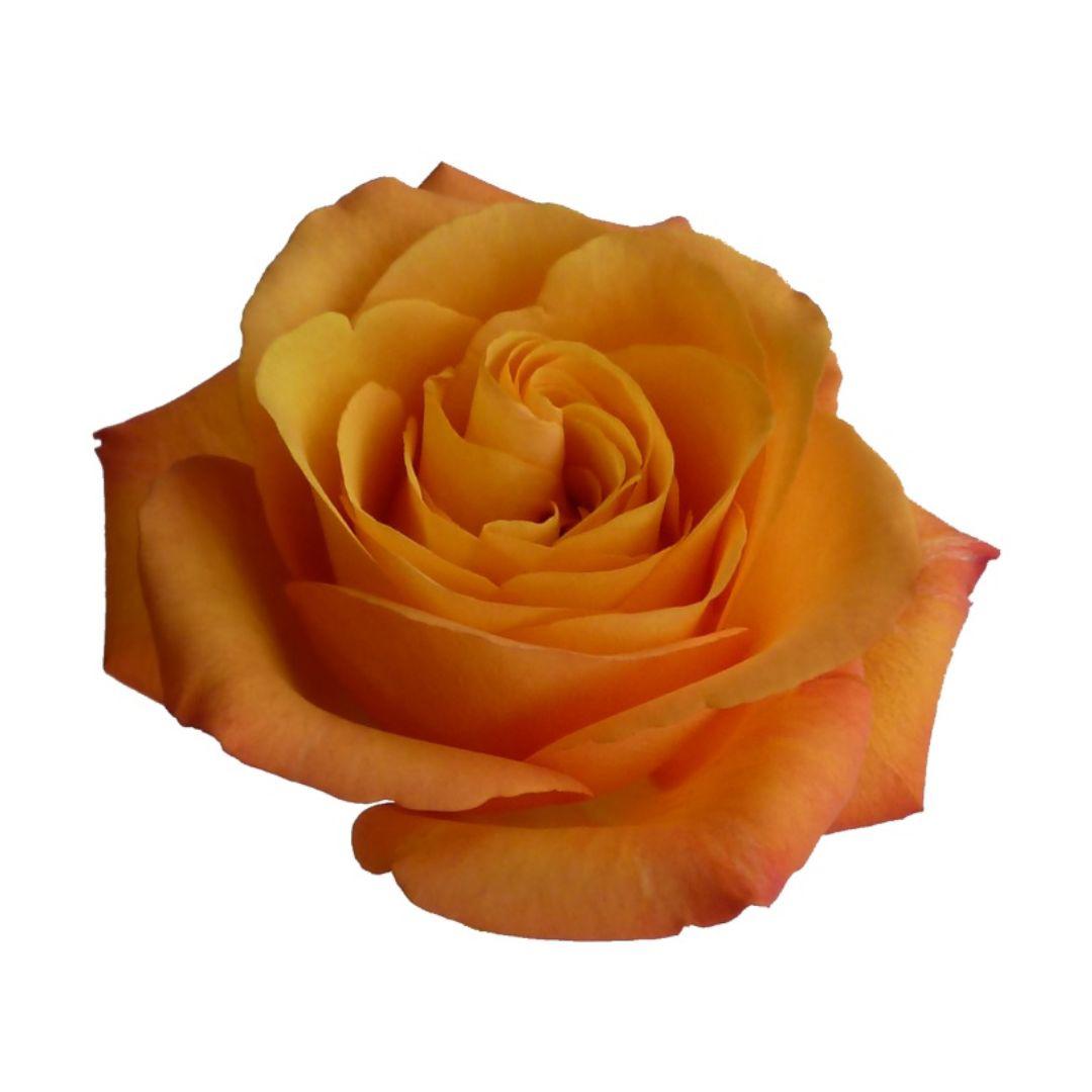 20x Rosa confidential 60cm
