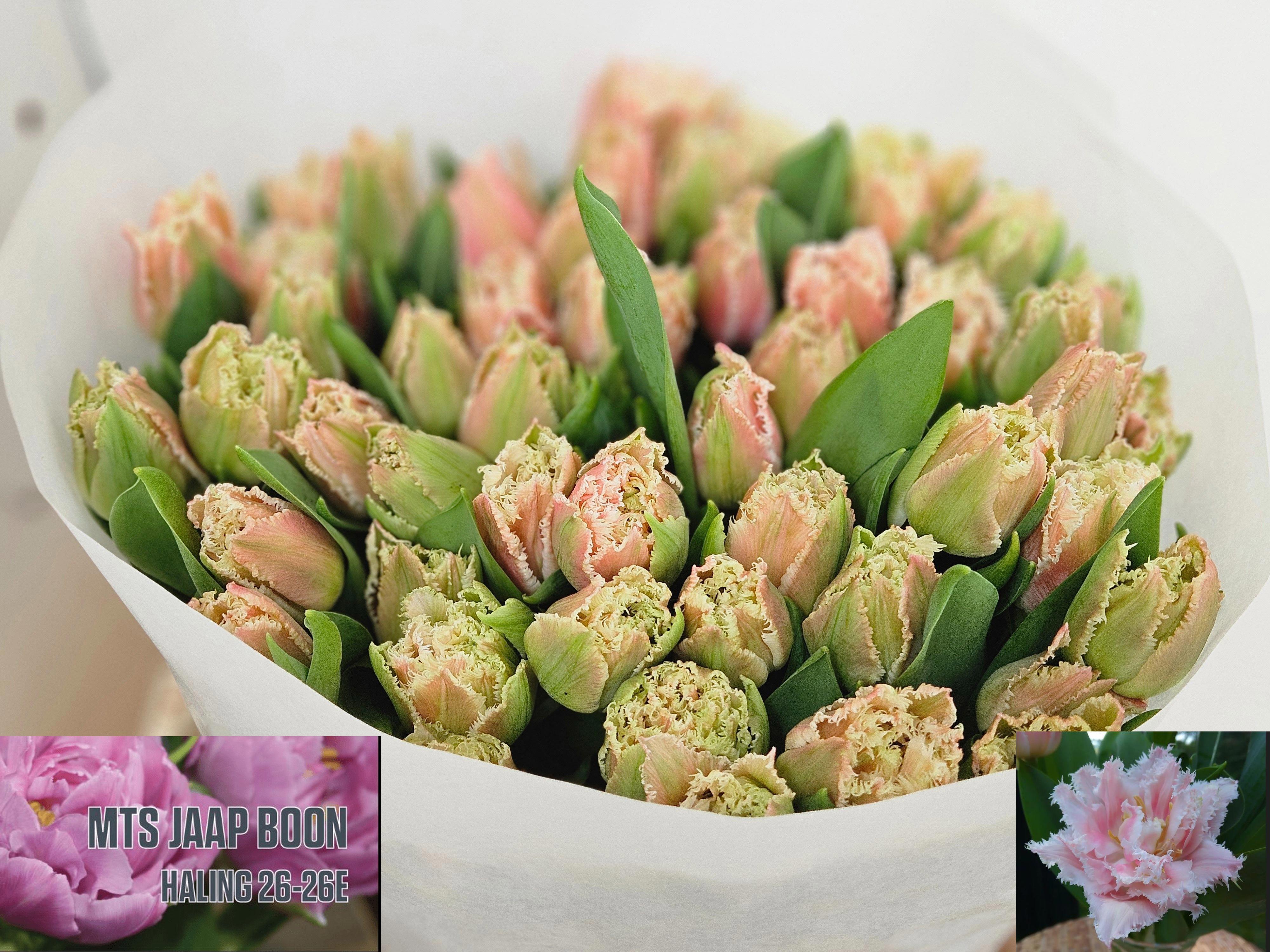50x Tulipa queensland gf 30cm
