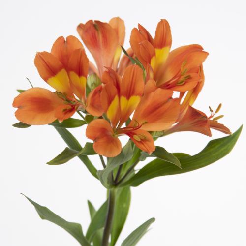 10x Alstroemeria dancing queen 70cm