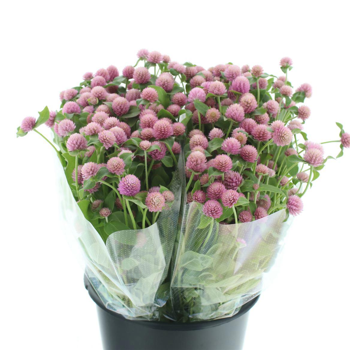 100x Gomphrena overig 50cm