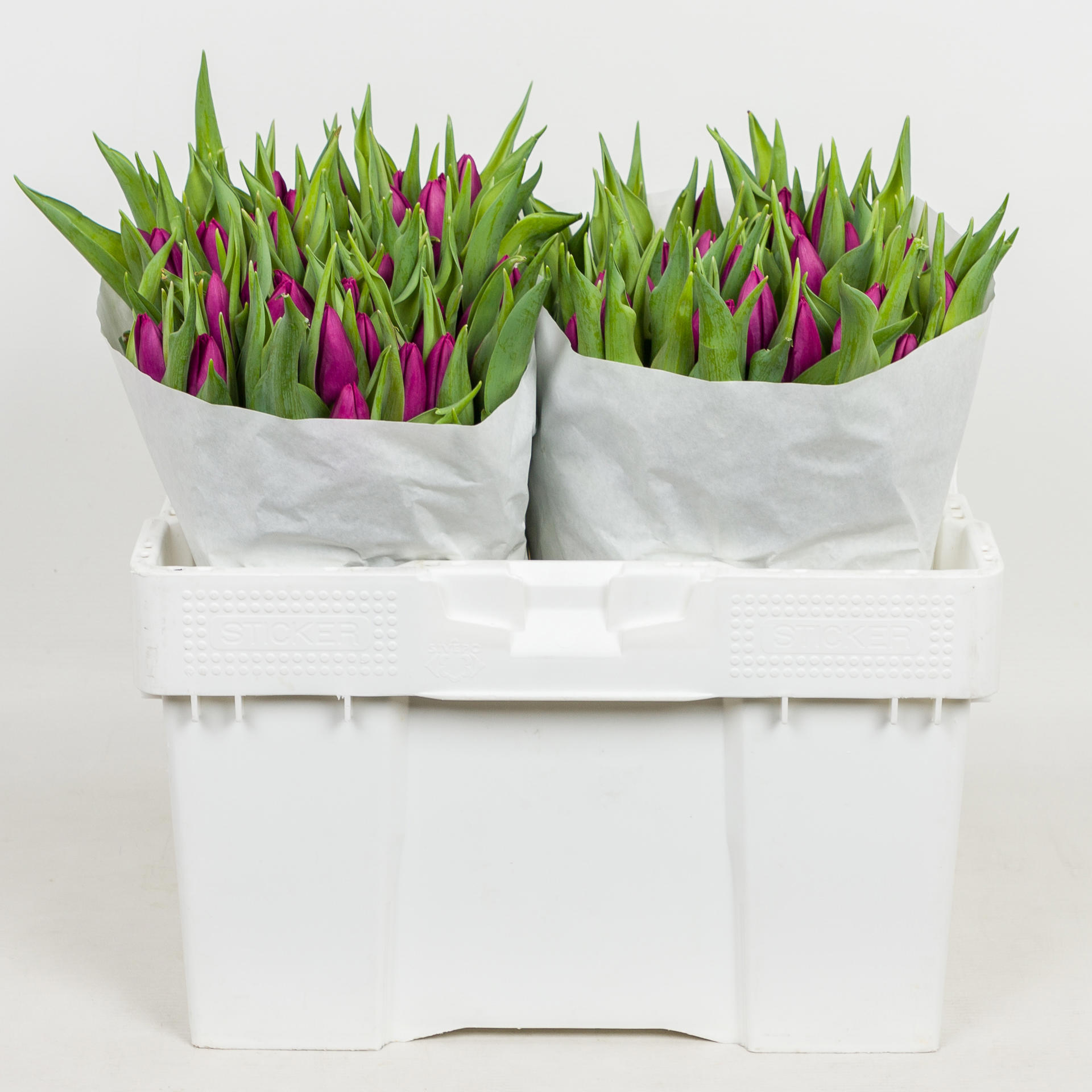 50x Tulipa purple prince en 30cm