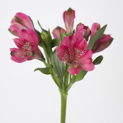 10x Alstroemeria bikini 70cm