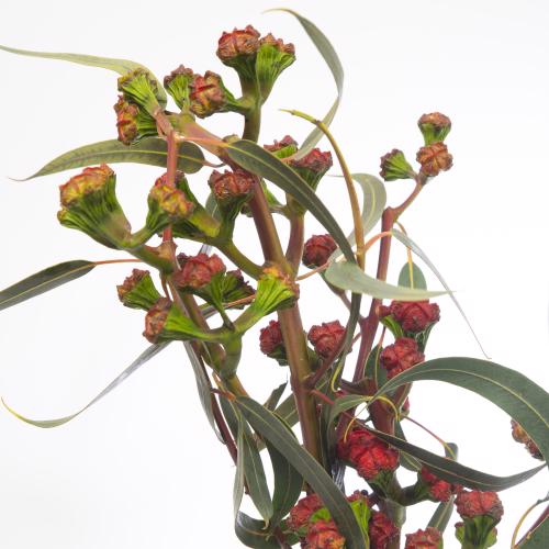 1x Sg eucalyptus cardinale bes 60cm