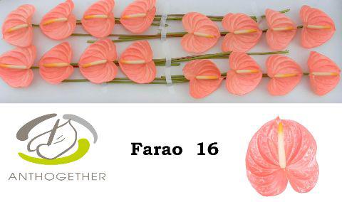 16x Anth.farao 10cm
