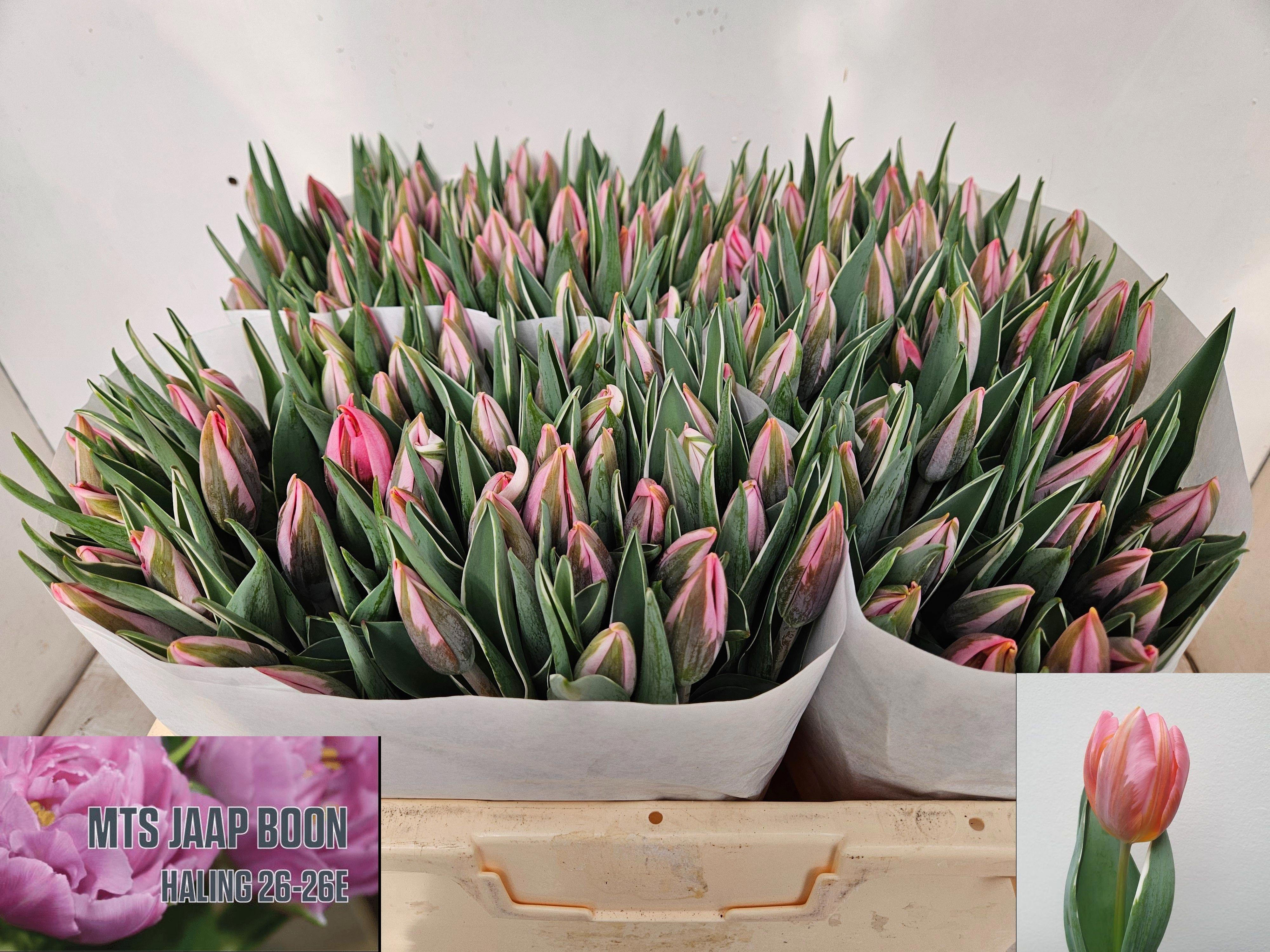 50x Tulipa pretty princess en 30cm