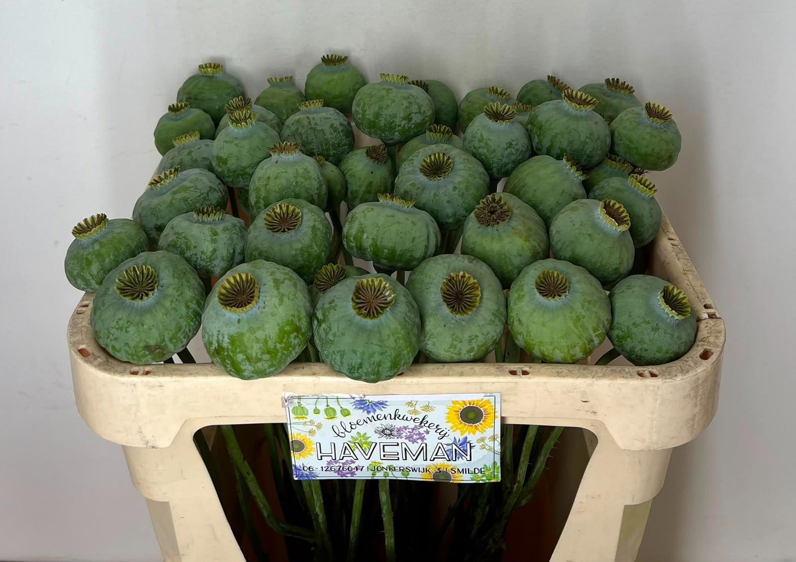 10x Papaver somniferum 60cm