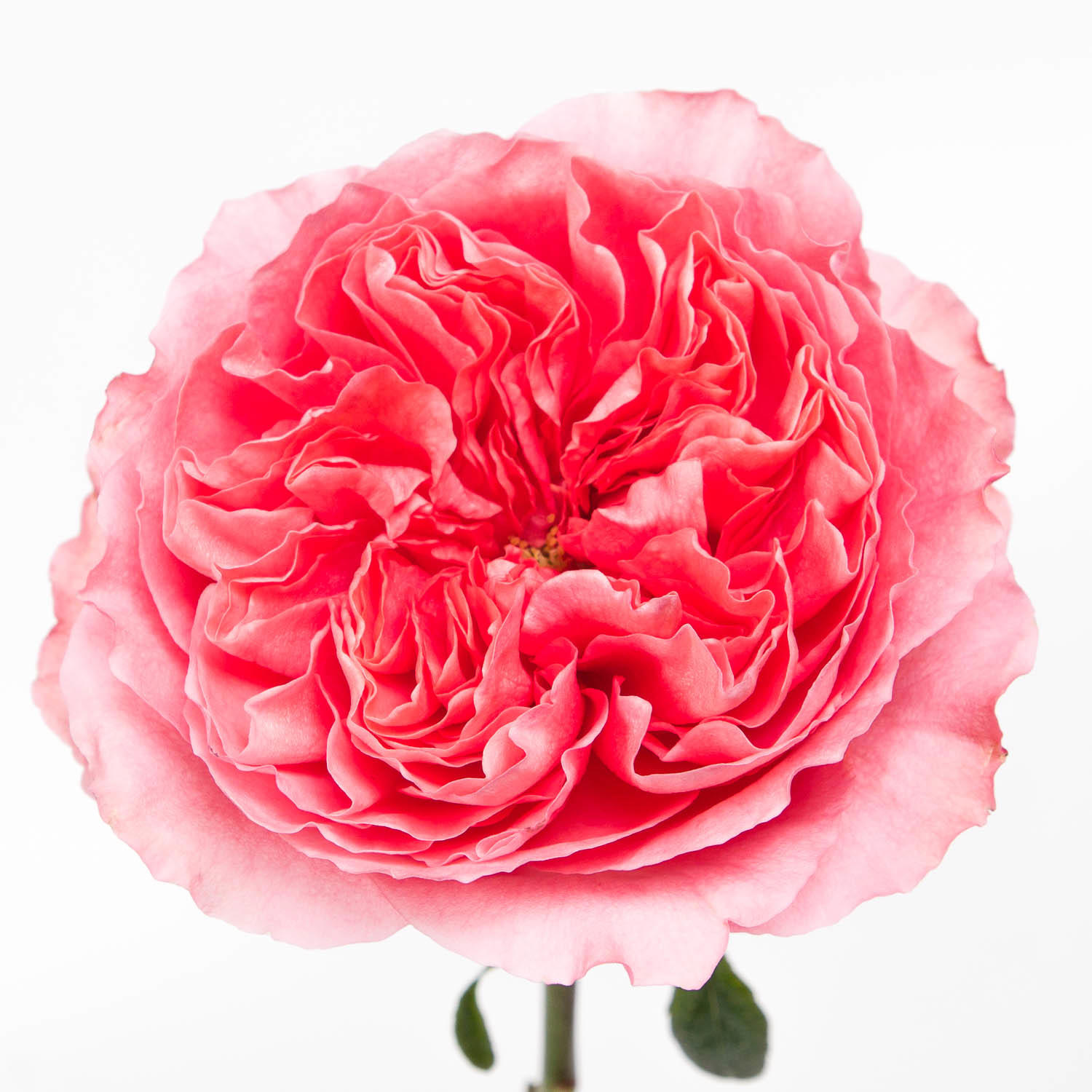 10x Rosa candy x-pression 50cm