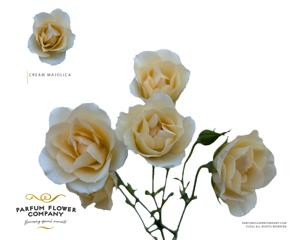 12x Rosa cream majolika 50cm