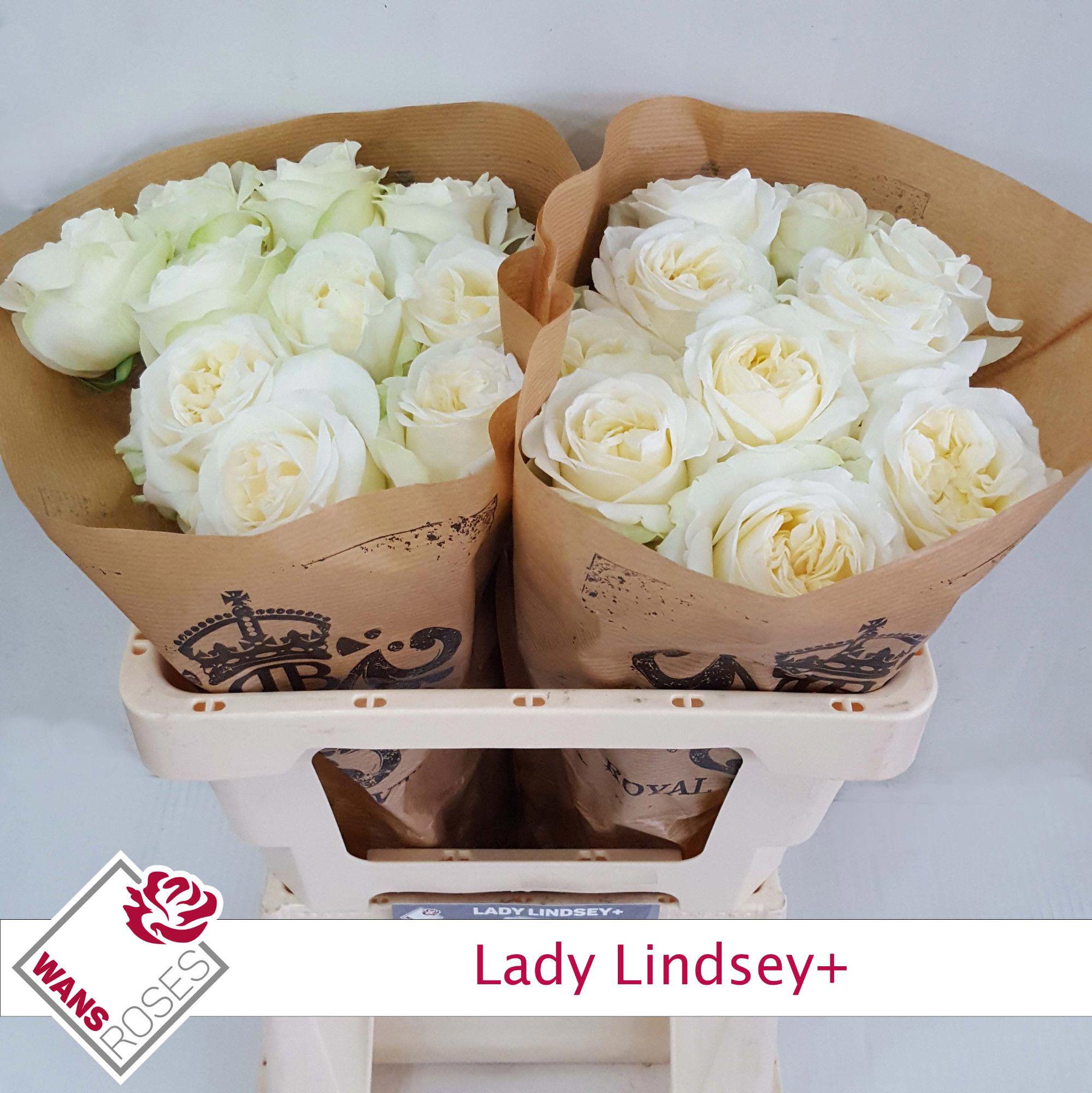 10x Rosa lady lindsey 50cm