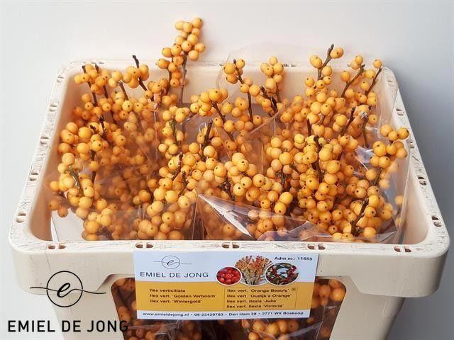 10x Ilex golden verboom 40cm