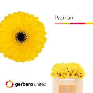 20x Germ.pacman 50cm