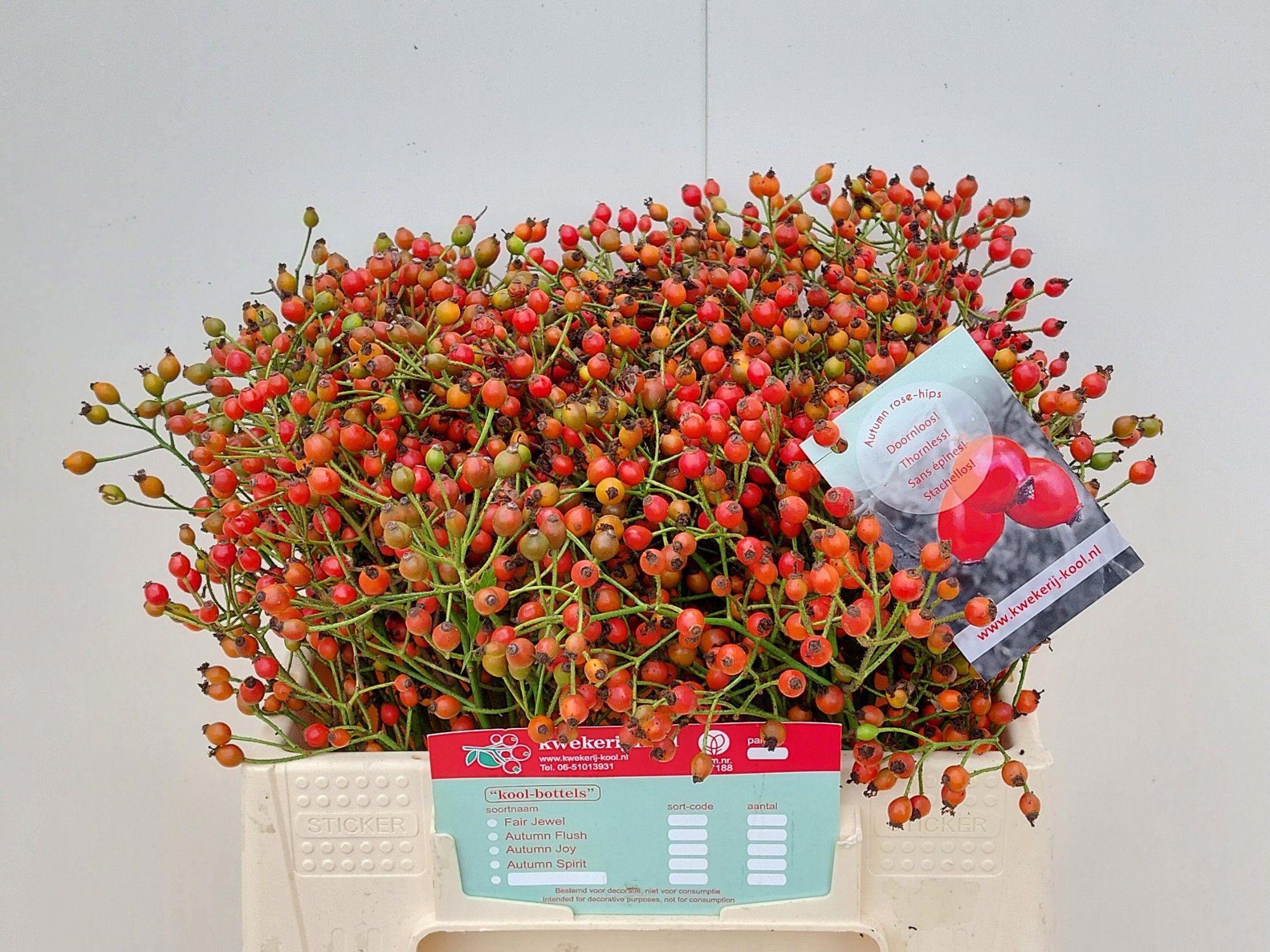 10x Rosa autumn splash 30cm