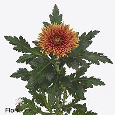 10x Chrysant tula copper g 80cm
