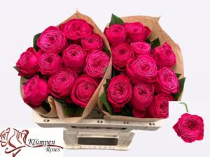 10x Rosa just more 50cm
