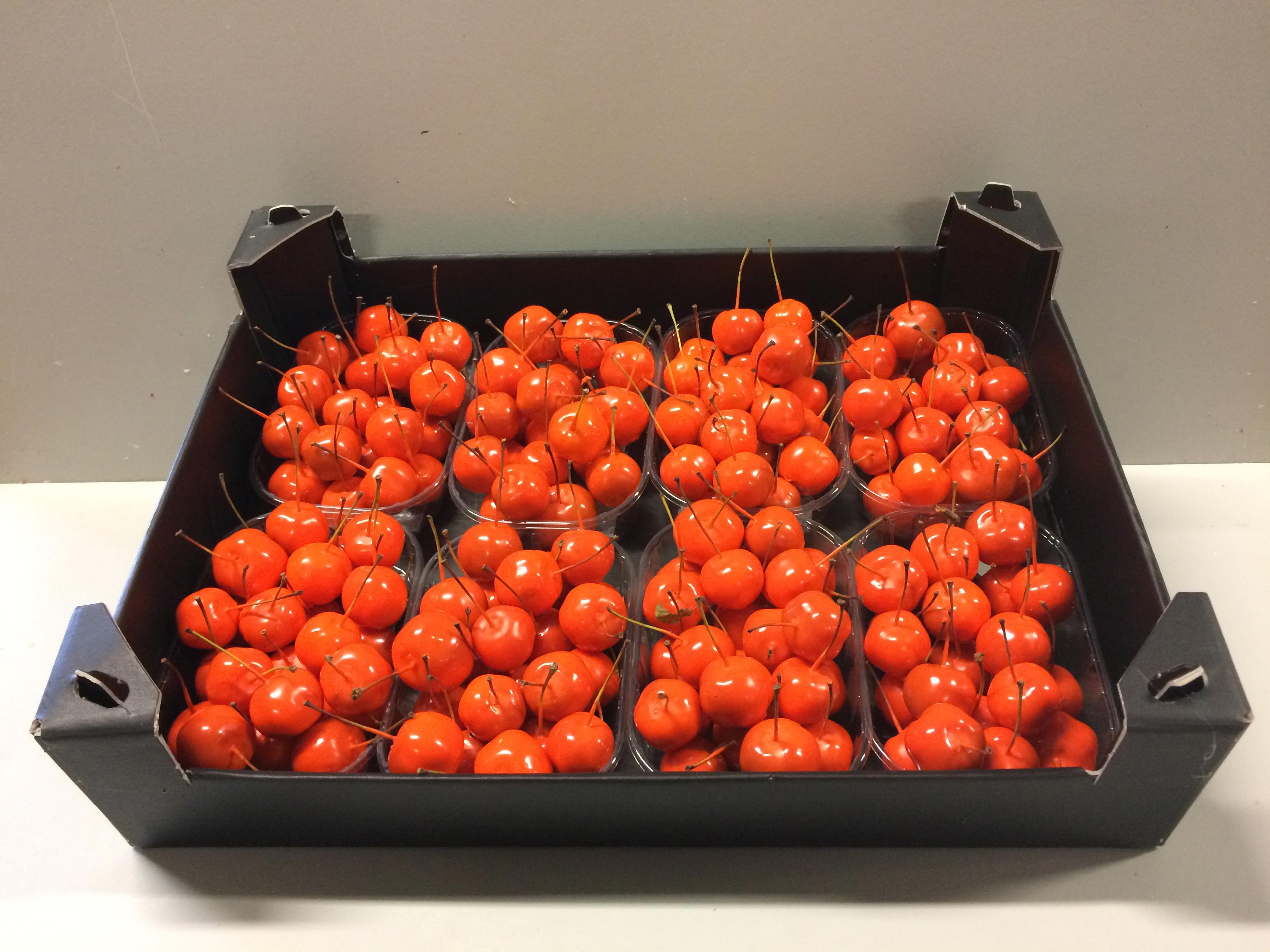 8x Sf malus wax oranje
