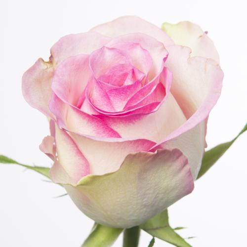 20x Rosa pink journey 60cm
