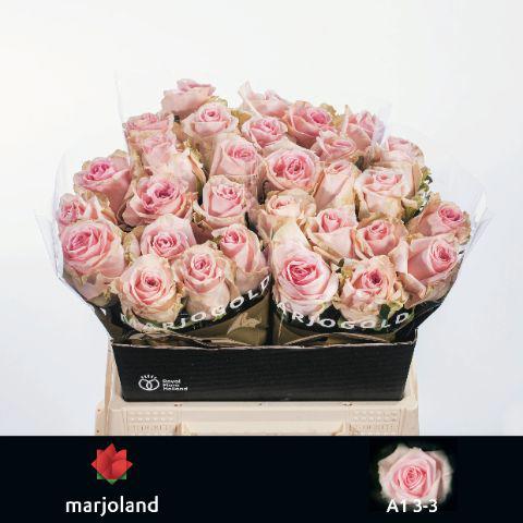 10x Rosa sweet dolomiti 40cm
