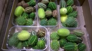 5x Sf cucumis mix var.