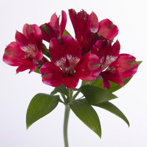 10x Alstroemeria noize 70cm
