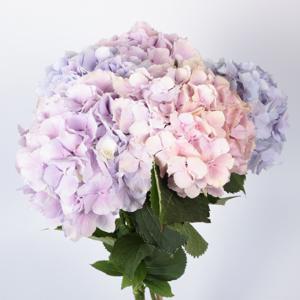 10x Hydr.verena pastel mix var. 80cm