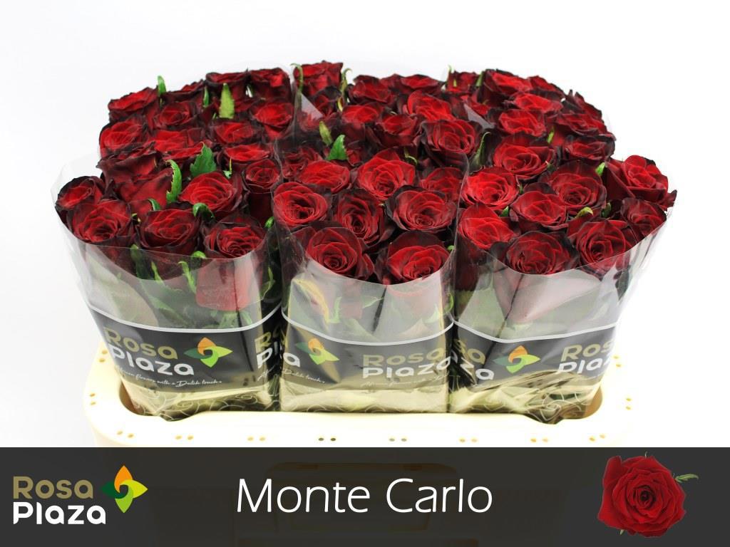 20x Rosa monte carlo 60cm