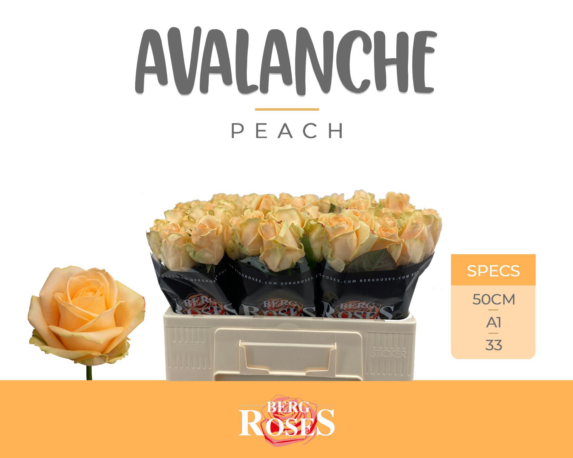 10x Rosa avalanche peach+ 50cm