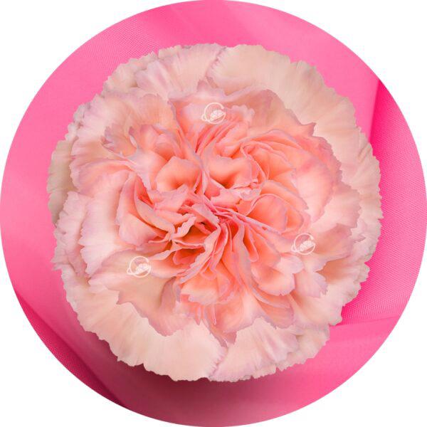 20x Dian.st.sorbet 60cm