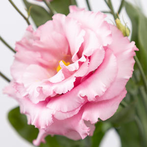 10x Eust.alissa rose du 70cm