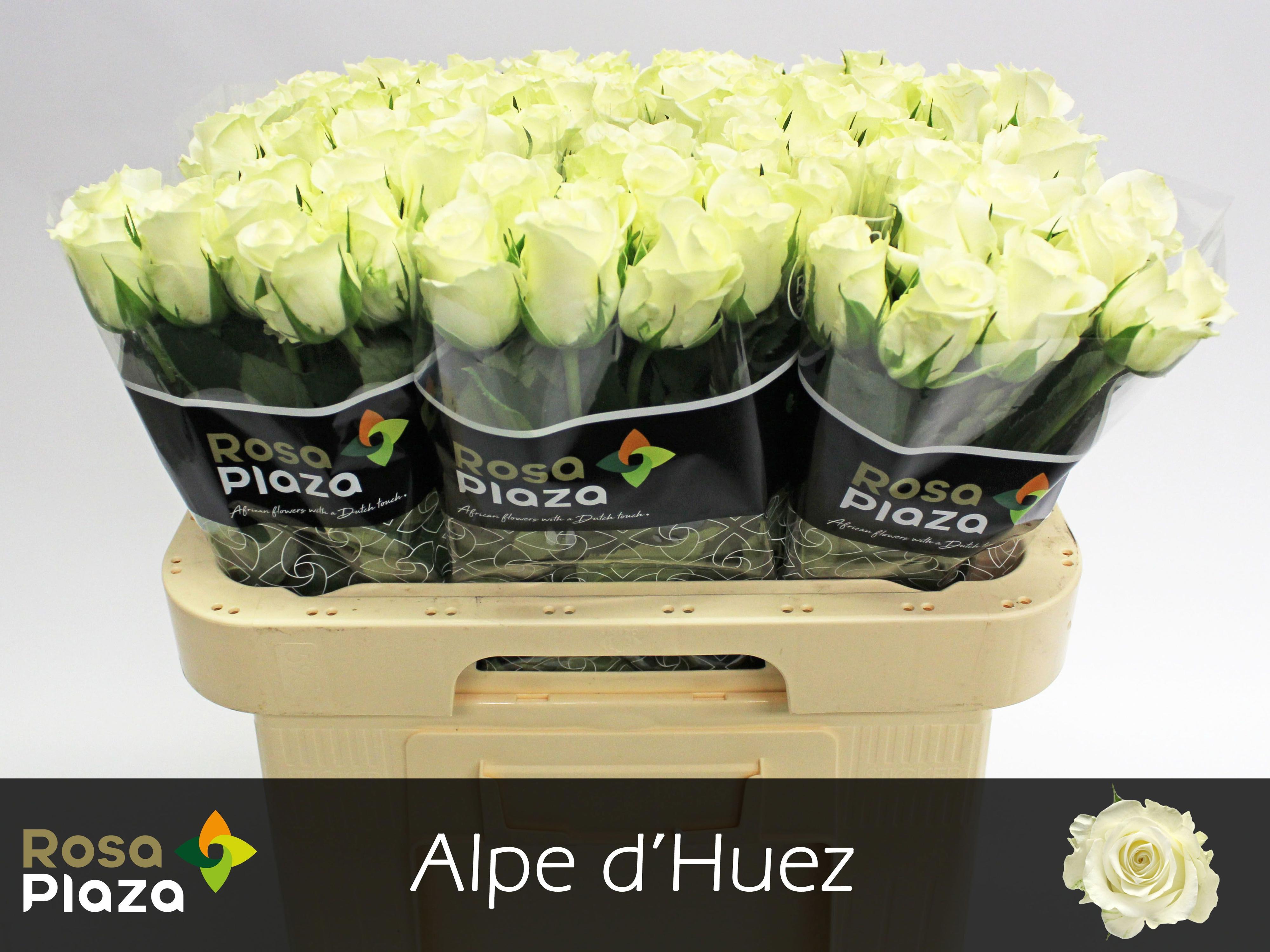 20x Rosa alpe d'huez 60cm