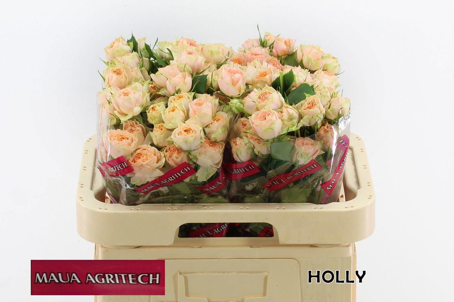 10x Rosa tr. holly 60cm