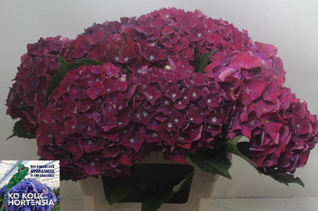 10x Hydr.mon amour purple 60cm
