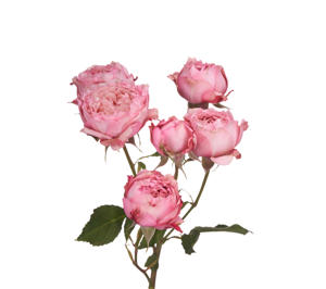 12x Rosa julietta 50cm