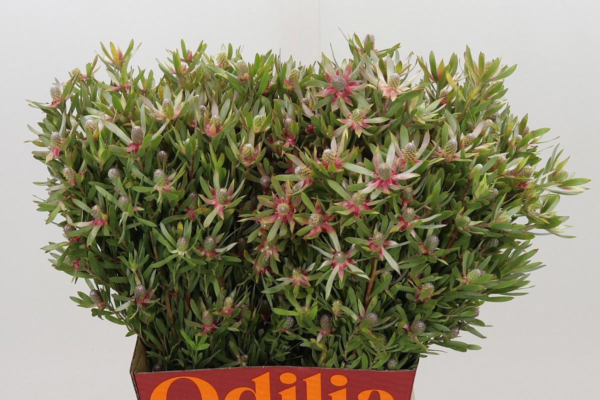 25x Pg leuc.ayoba star pearl 50cm